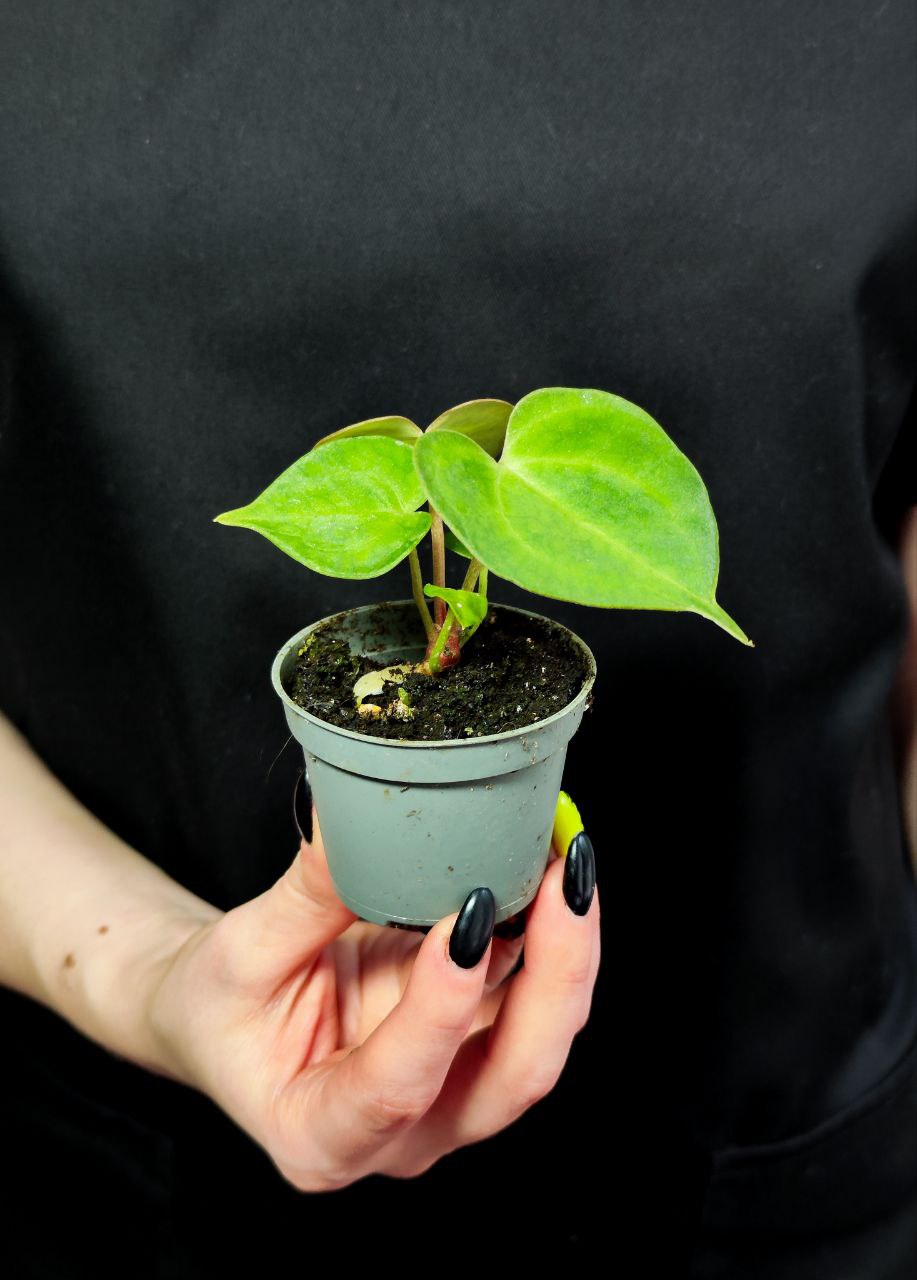 Антуриум Кларинервиум (Anthurium Clarinervium) D6см