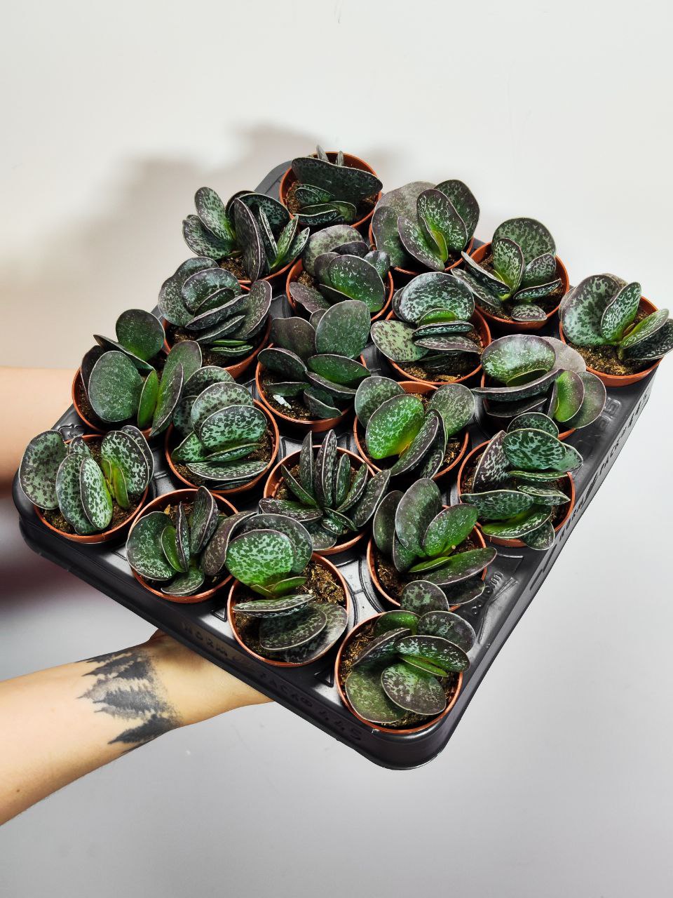 Адромискус Макулатус (Adromischus Maculatus) D5см