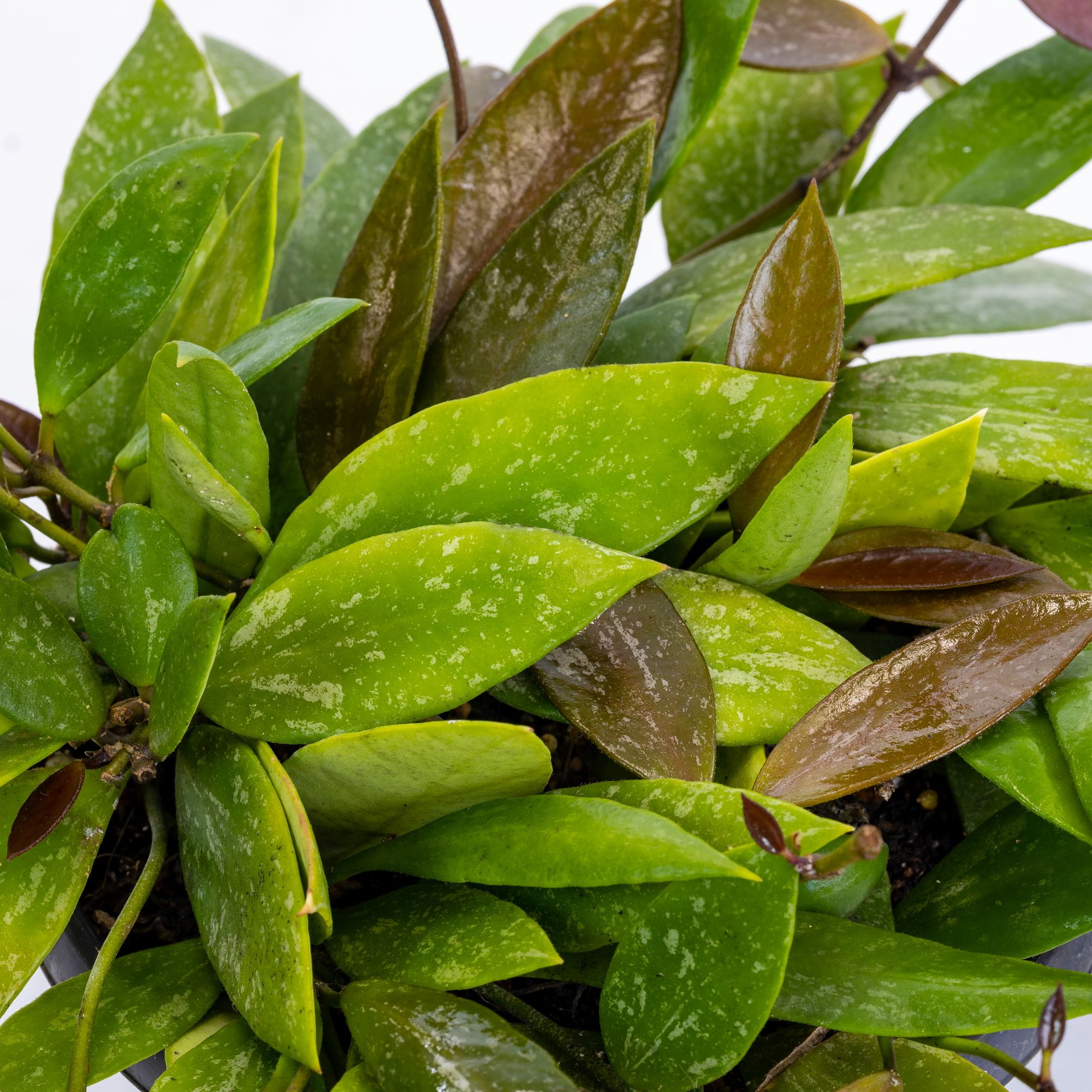 Хойя Грацилис (Hoya Gracilis) D6см
