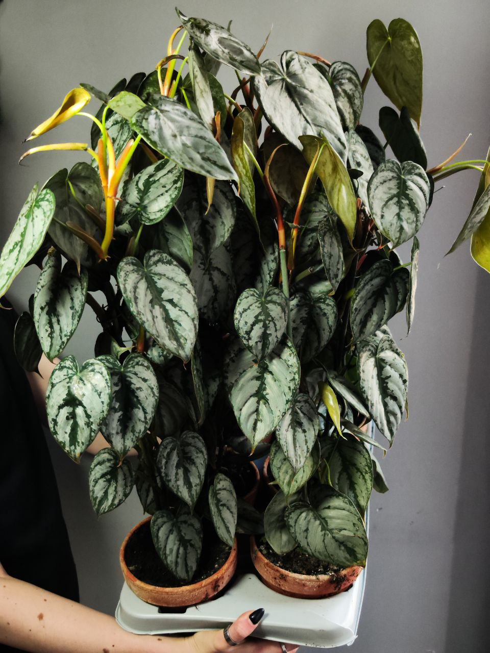 Филодендрон Брандтианум (Philodendron Brandtianum) D12см