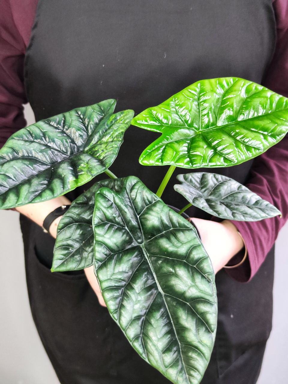 Алоказия Синуата (Alocasia Sinuata) D11см
