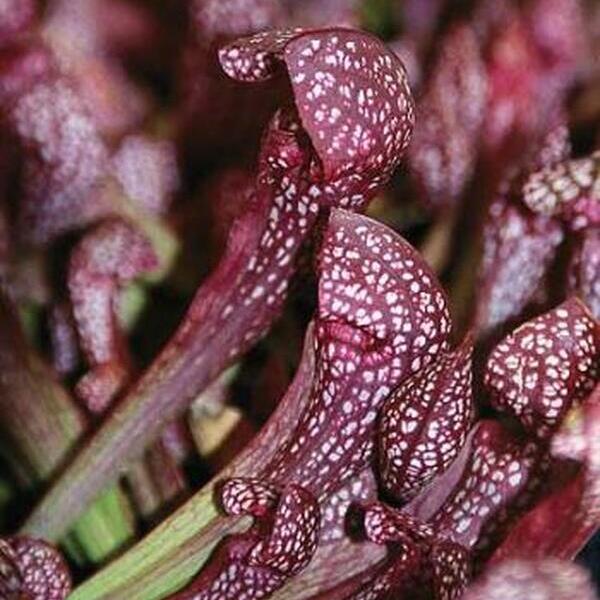Саррацения Риглиана (Sarracenia Wrigleyana) D9см
