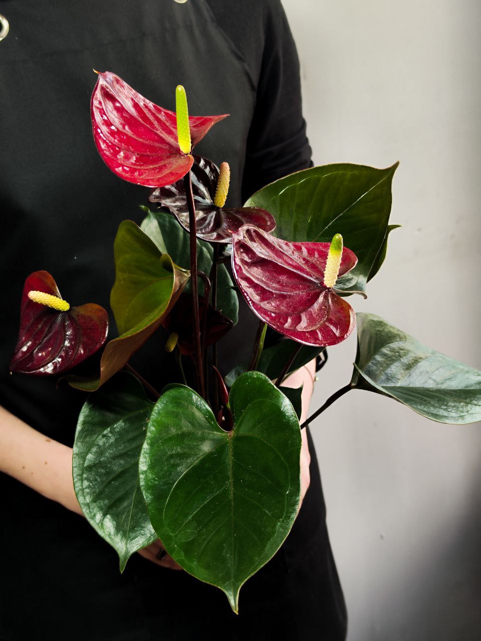 Антуриум Блэк Лав, или Черная Любовь (Anthurium Аndraeanum Black Love) D12см