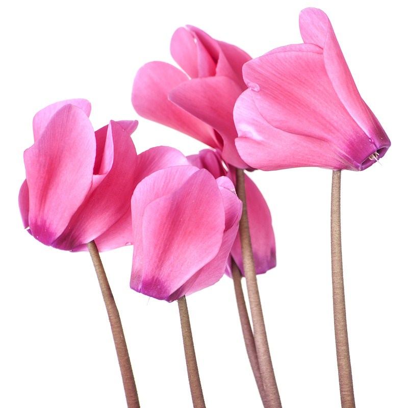 Цикламен Европейский Розовый (Cyclamen Europaeum Pink) D12см