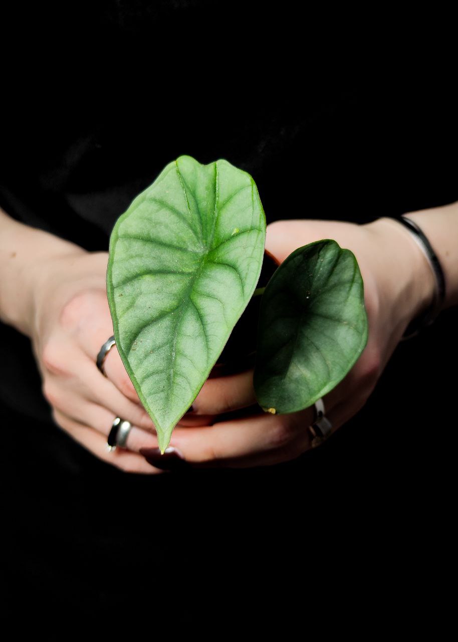 Алоказия Сильвер Небула (Alocasia Silver Nebula) D6см