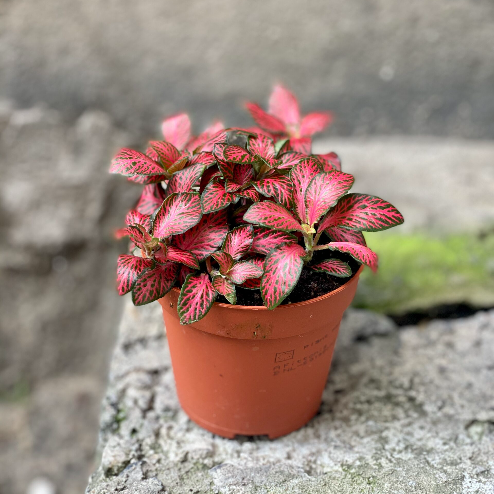 Фиттония Форест Флейм (Fittonia Forest Flame) D8,5см