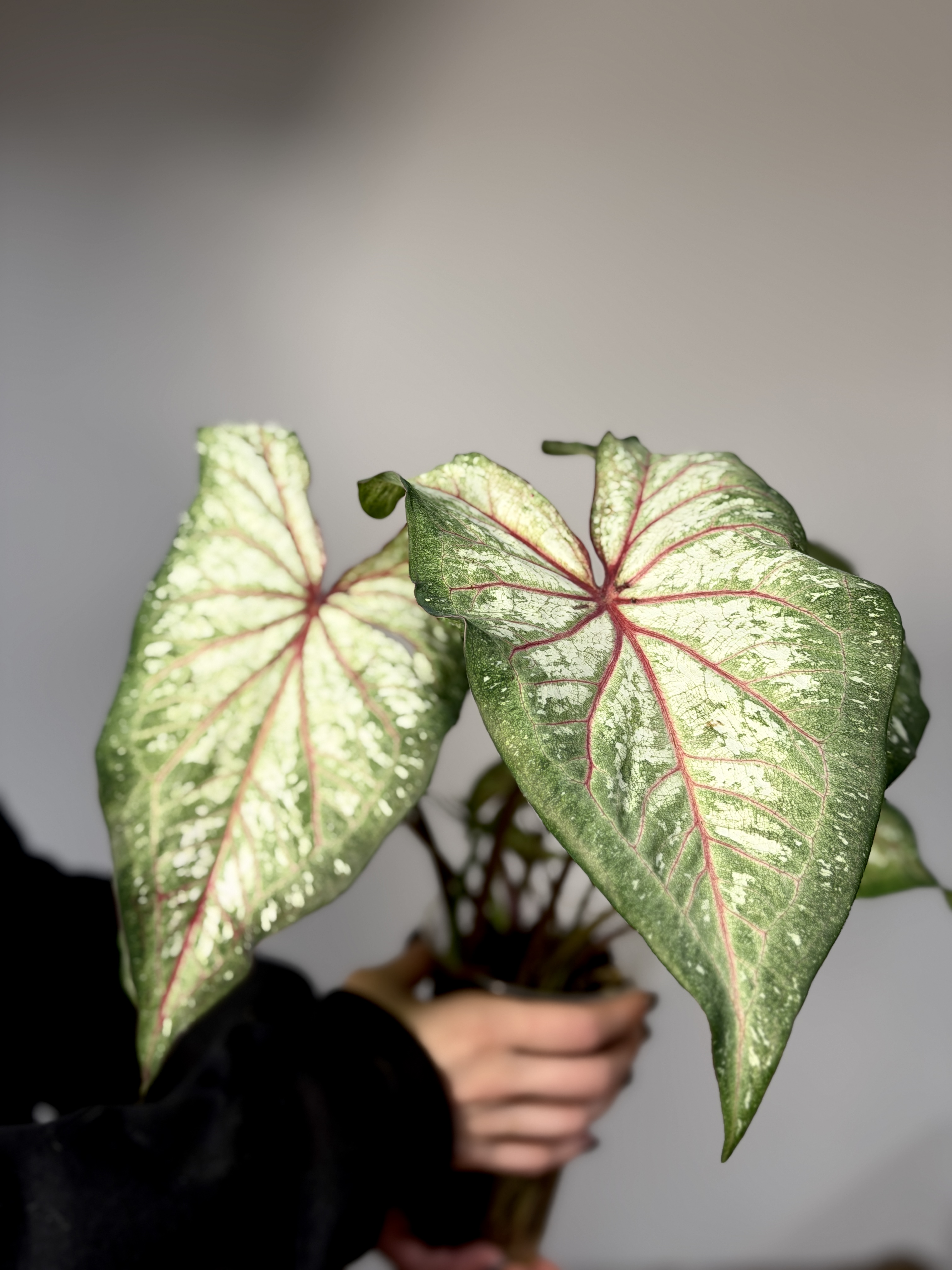 Каладиум Эксплоушн (Caladium Xplosion) D12см
