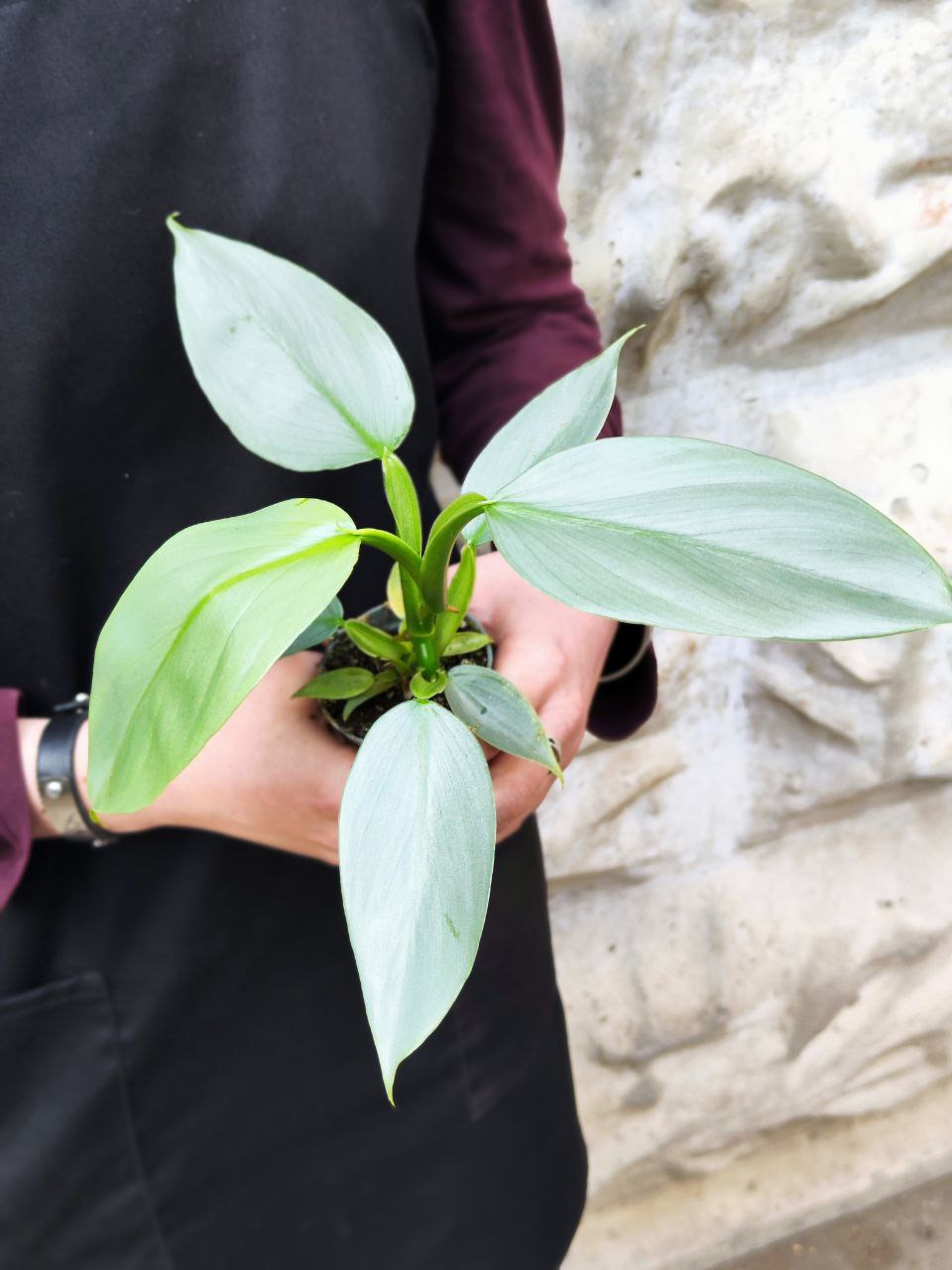 Филодендрон Сильвер Квин (Philodendron Silver Queen) D6см