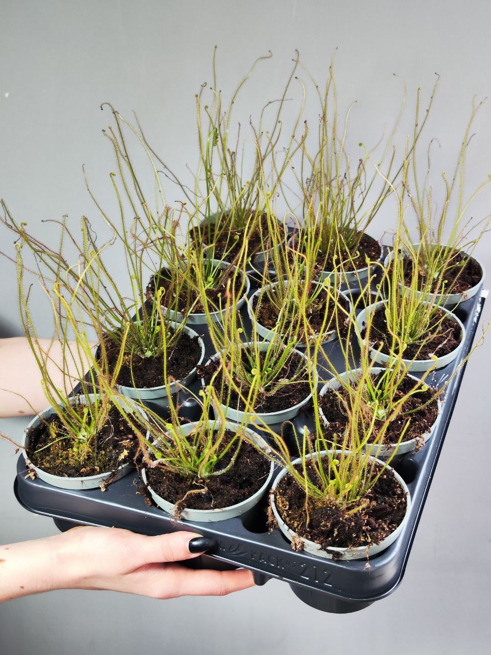 Росянка Филиформис (Drosera Filiformis) D9см