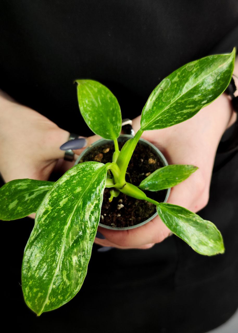 Филодендрон Джози Буоно (Philodendron Jose Buono) D6см