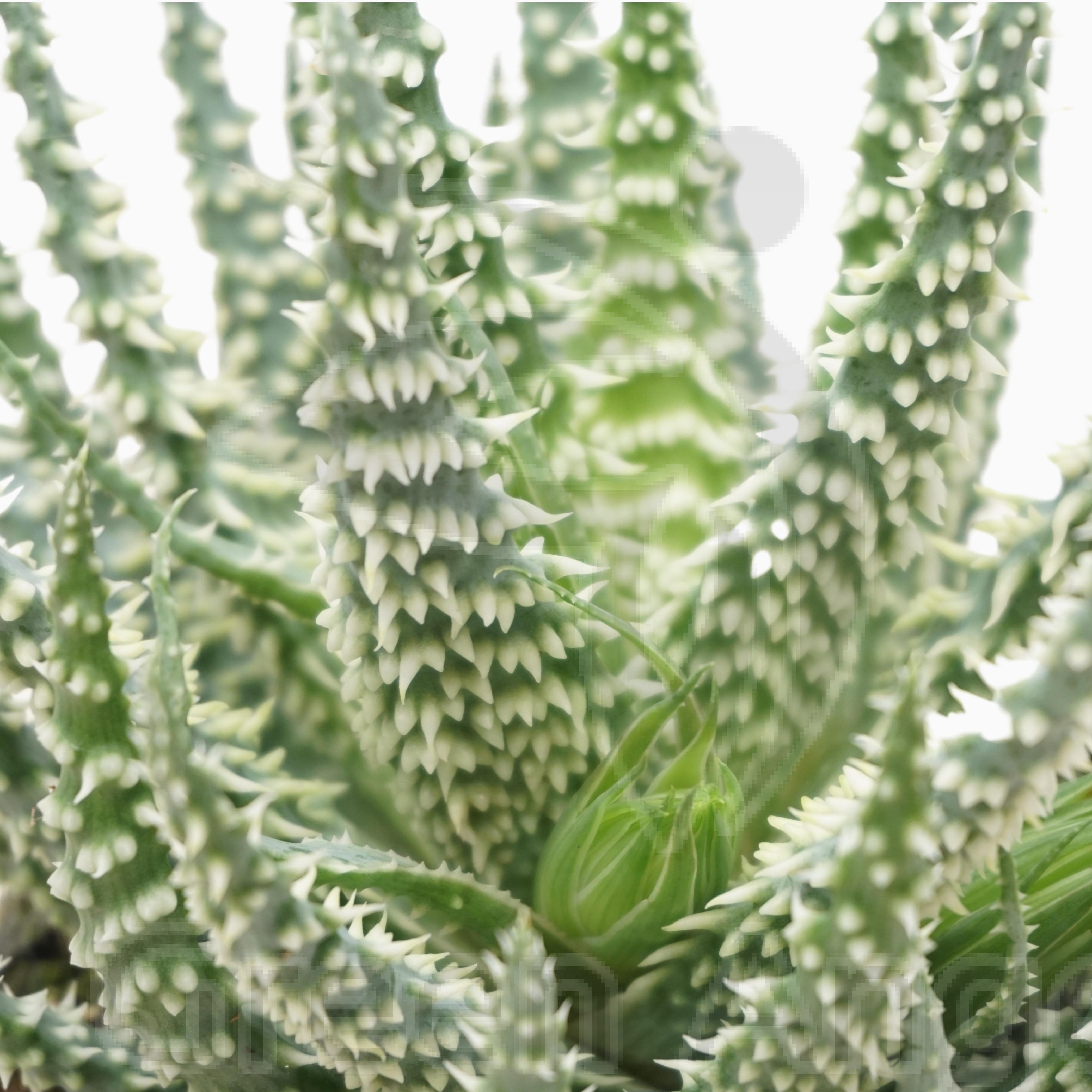 Алоэ Хумилис, или Приземистое (Aloe Humulis) D5см