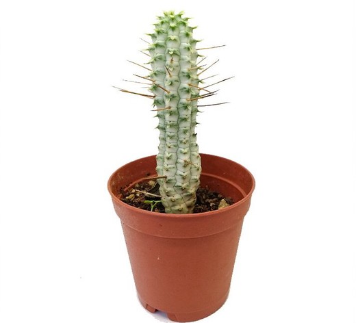 Молочай сосочковидный пестрый (Euphorbia mammillaris f. variegata) D5см
