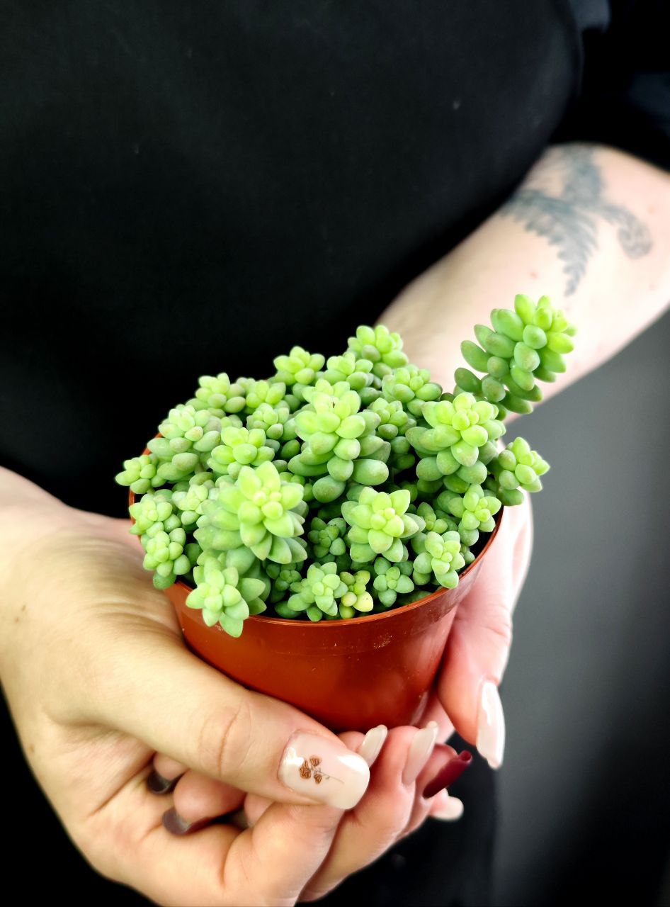 Седум Буррито (Sedum Burrito) D8см
