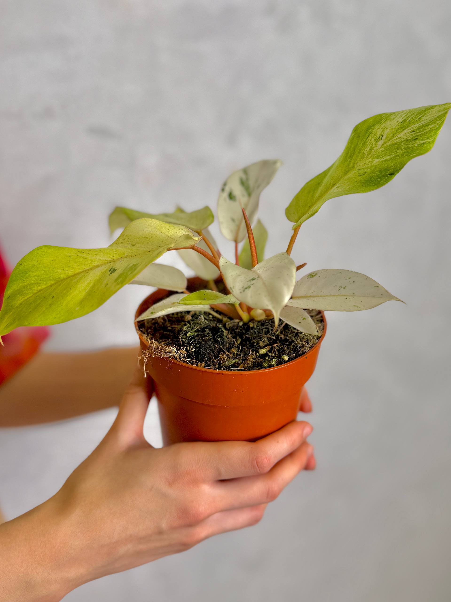 Филодендрон Сноудрифт (Philodendron Snowdrift) D12см
