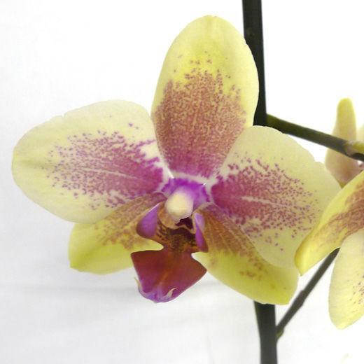 Орхидея Фаленопсис Мини Помпей (Phalaenopsis Multiflora Pompea) D6см