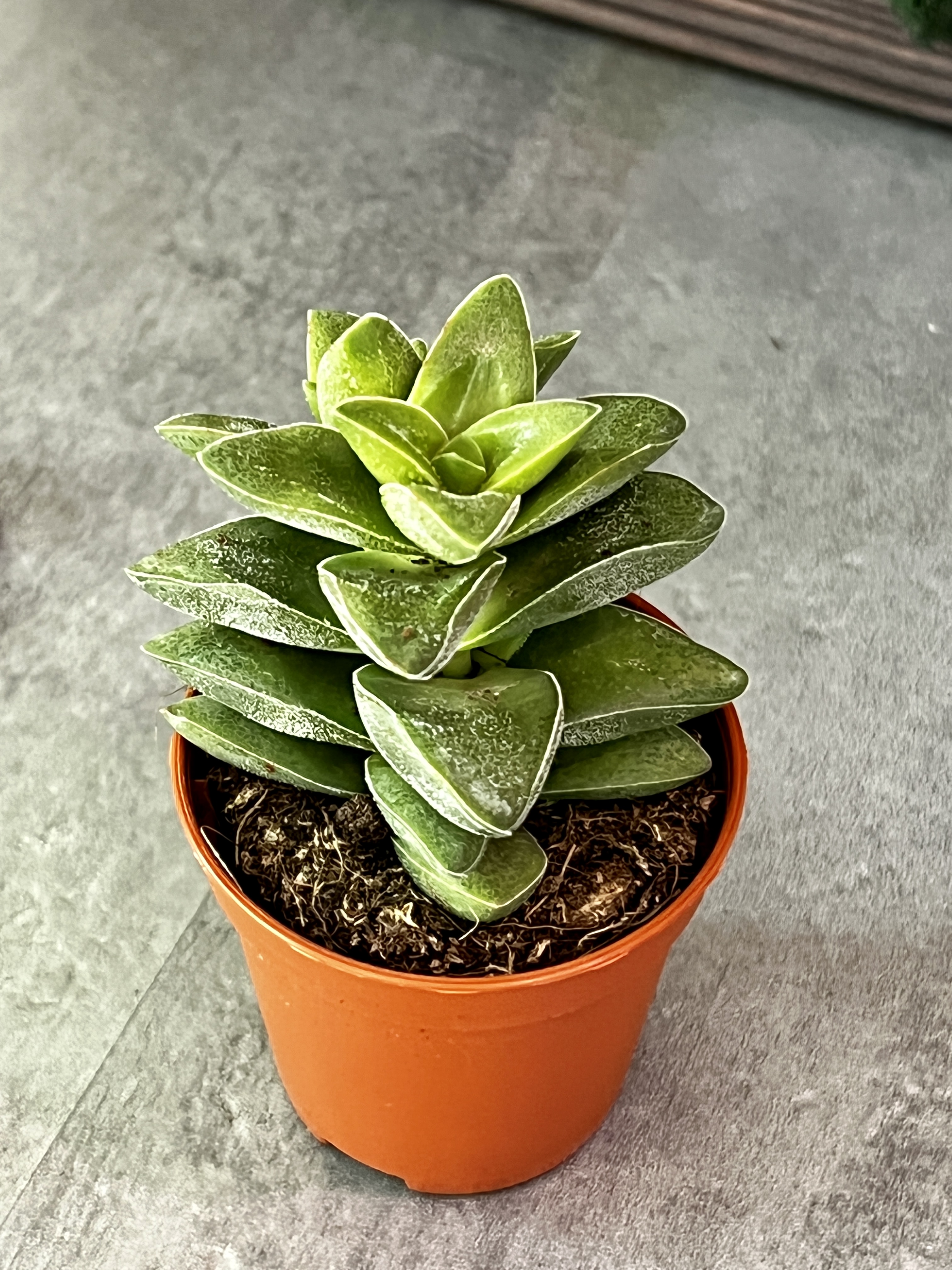Крассула Спринг Тайм (Crassula Spring Time) D5см