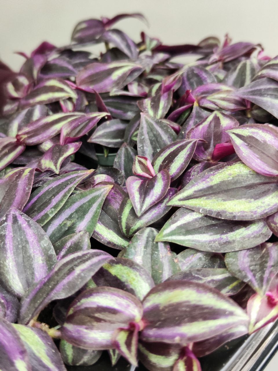 Традесканция Пурпл Джой (Tradescantia Purple Joy)  D6см