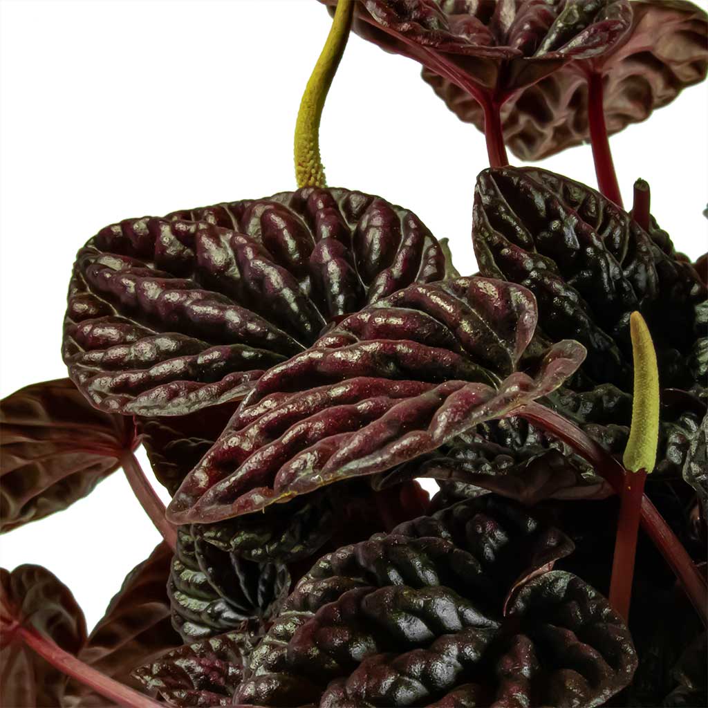 Пеперомия Каперата Ред Луна (Peperomia Caperata Luna Red) D5см