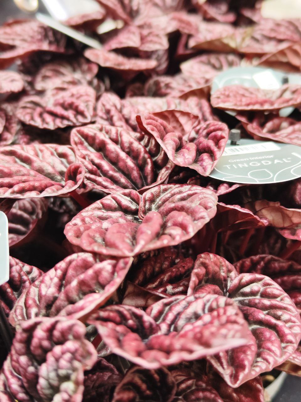 Пеперомия Каперата Ред Луна (Peperomia Caperata Red Luna) D11см