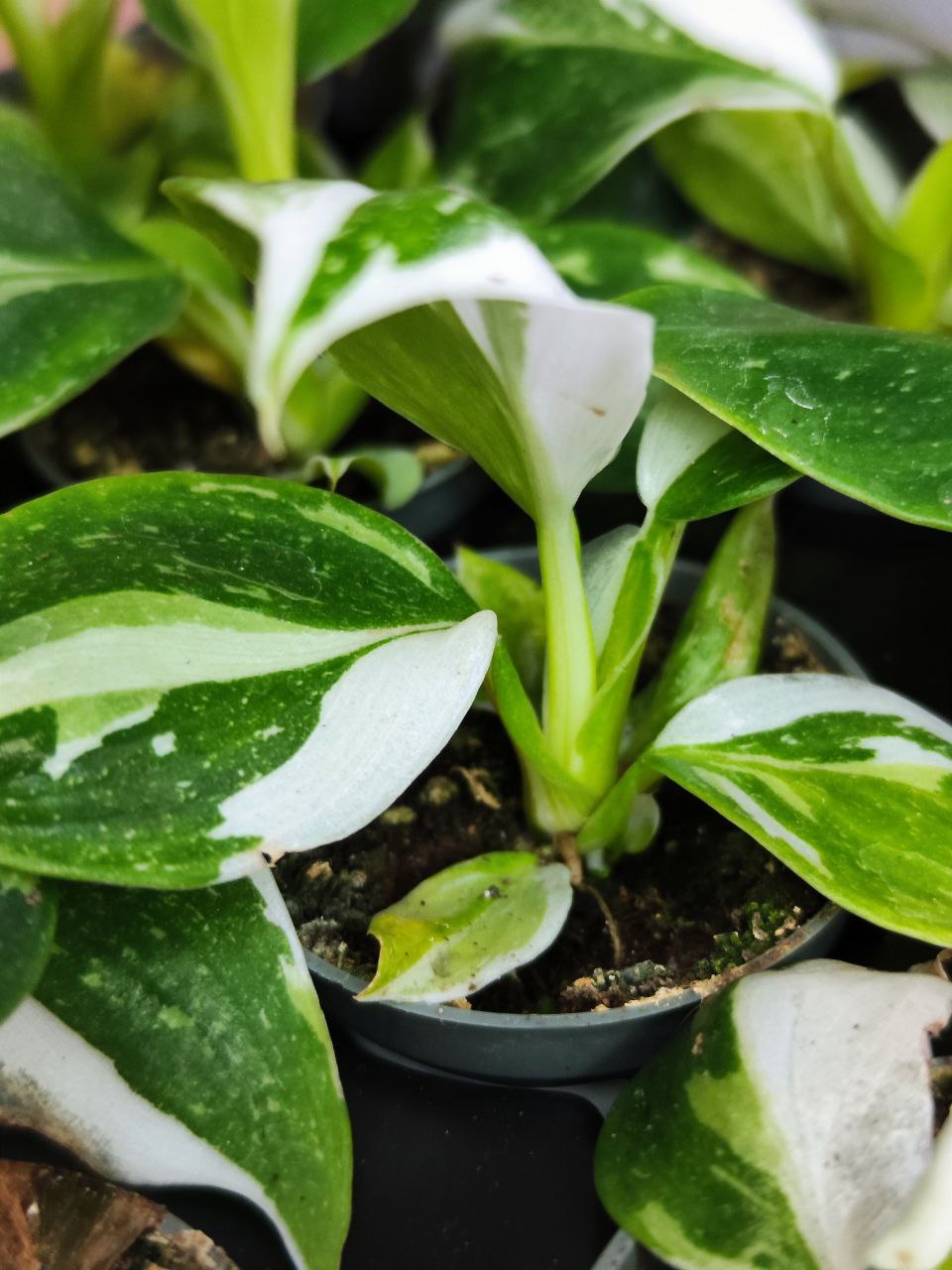 Филодендрон Вайт Визард (Philodendron White Wisard) D6см