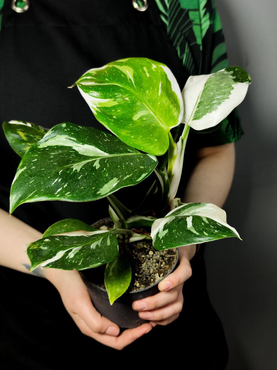Филодендрон Вайт Принцесс (Philodendron White Princess) D12см