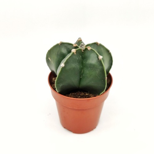 Астрофитум Мириостигма Нудум (Astrophytum Myriostigma var Nudum) D5см