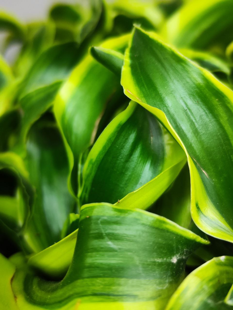 Драцена Драгонтри Твист (Dracaena Dragontree Twist) D6см