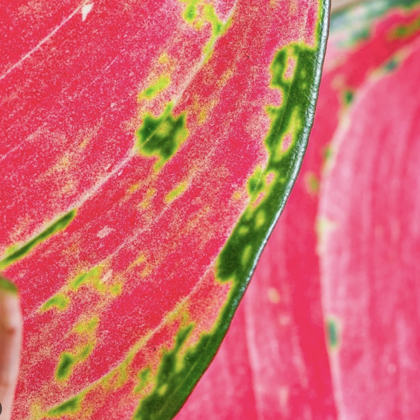 Аглаонема Рози Джой (Aglaonema Rosy Joy) D12см