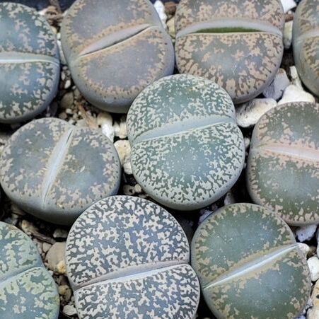 Литопсы Микс Мини (Lithops Mix Mini) D5см