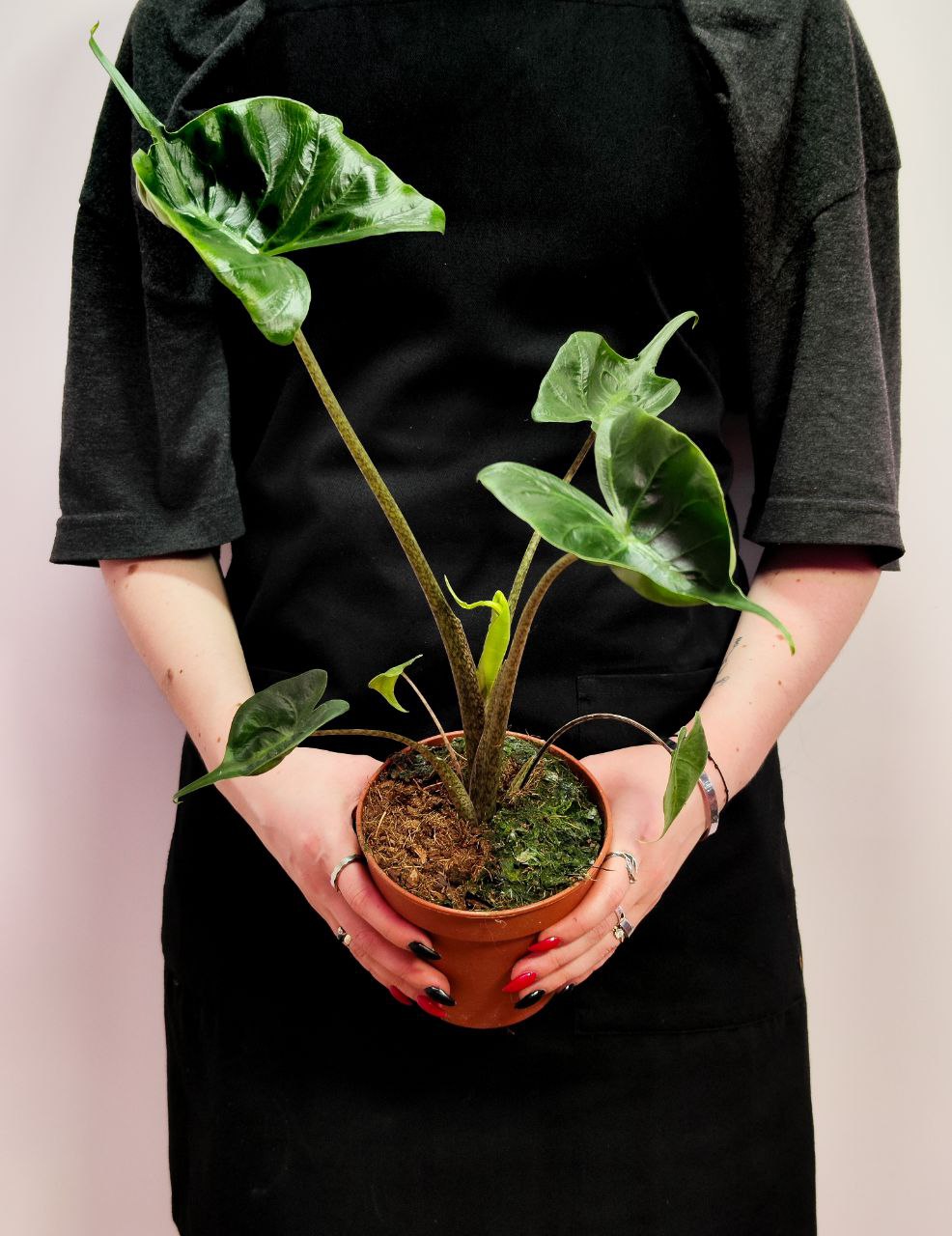 Алоказия Стингрей, или Алоказия Скат (Alocasia Stingray) D12см