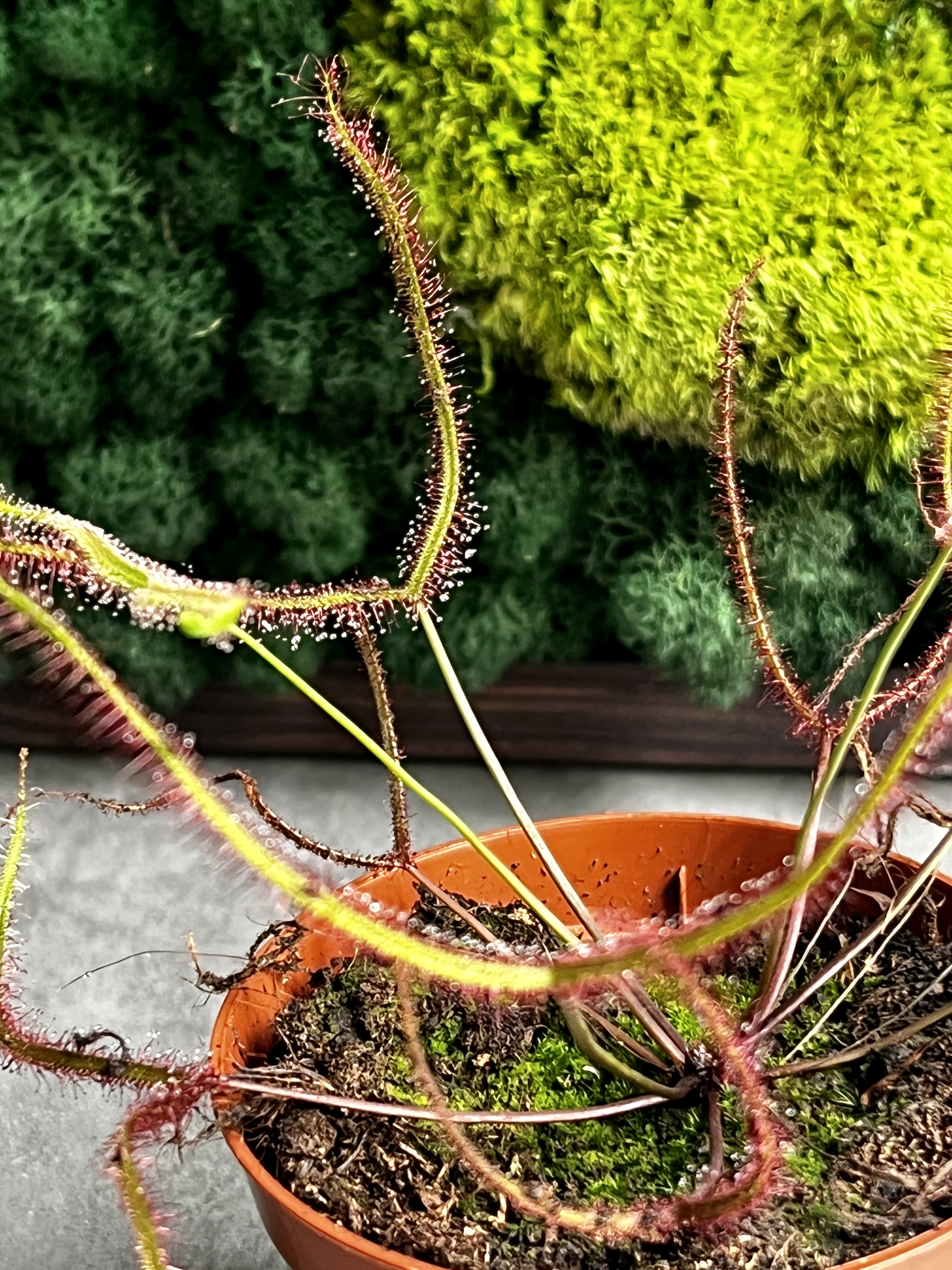 Росянка Бината (Drosera Binata) D9см