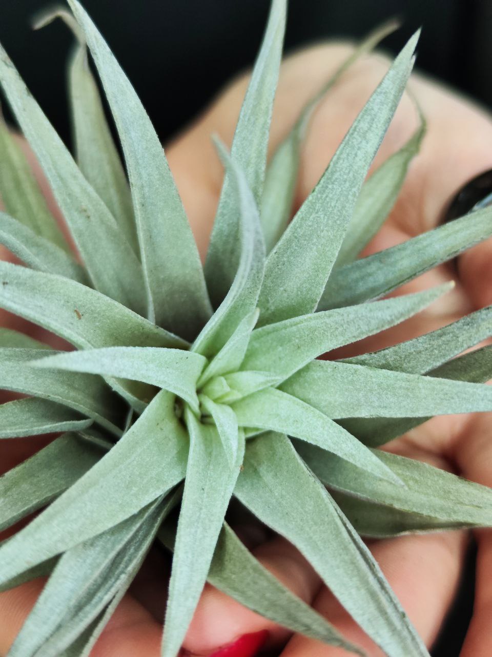 Тилландсия Капитата Пинч (Tillandsia Capitata Peach)