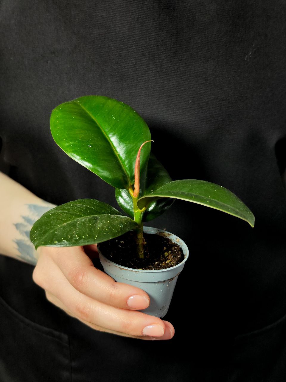 Фикус Эластика Робуста, или Фикус Каучуконосный (Ficus Elastica Robusta) D6см