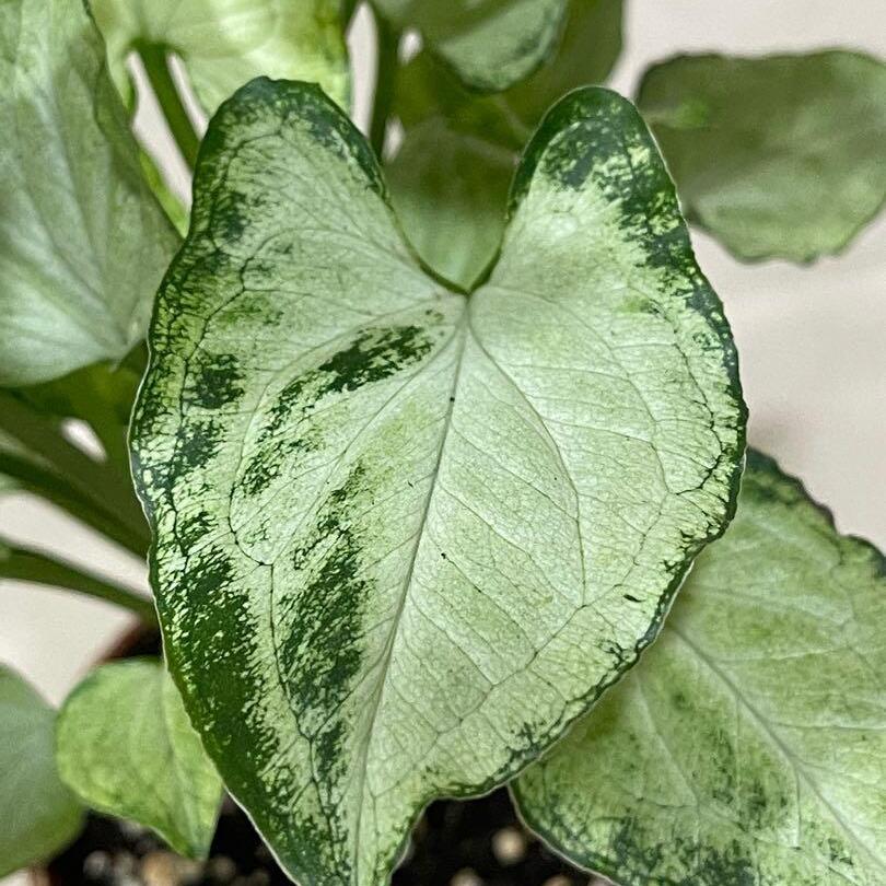 Сингониум Мышиные Ушки (Syngonium Mouse Ears) D10см