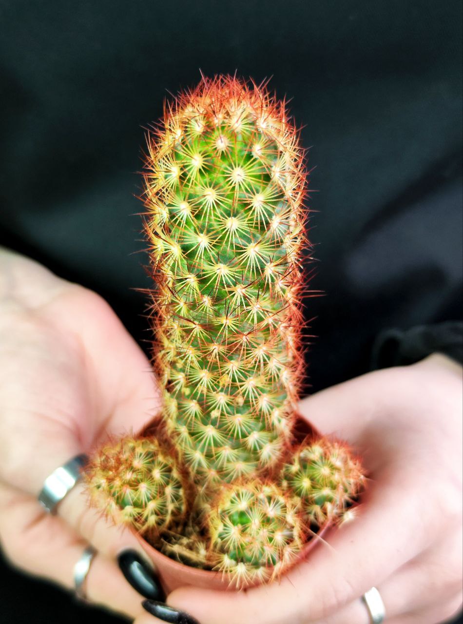 Кактус Маммиллярия Элоганта, или Удлиненная (Cactus Elongata) D5см