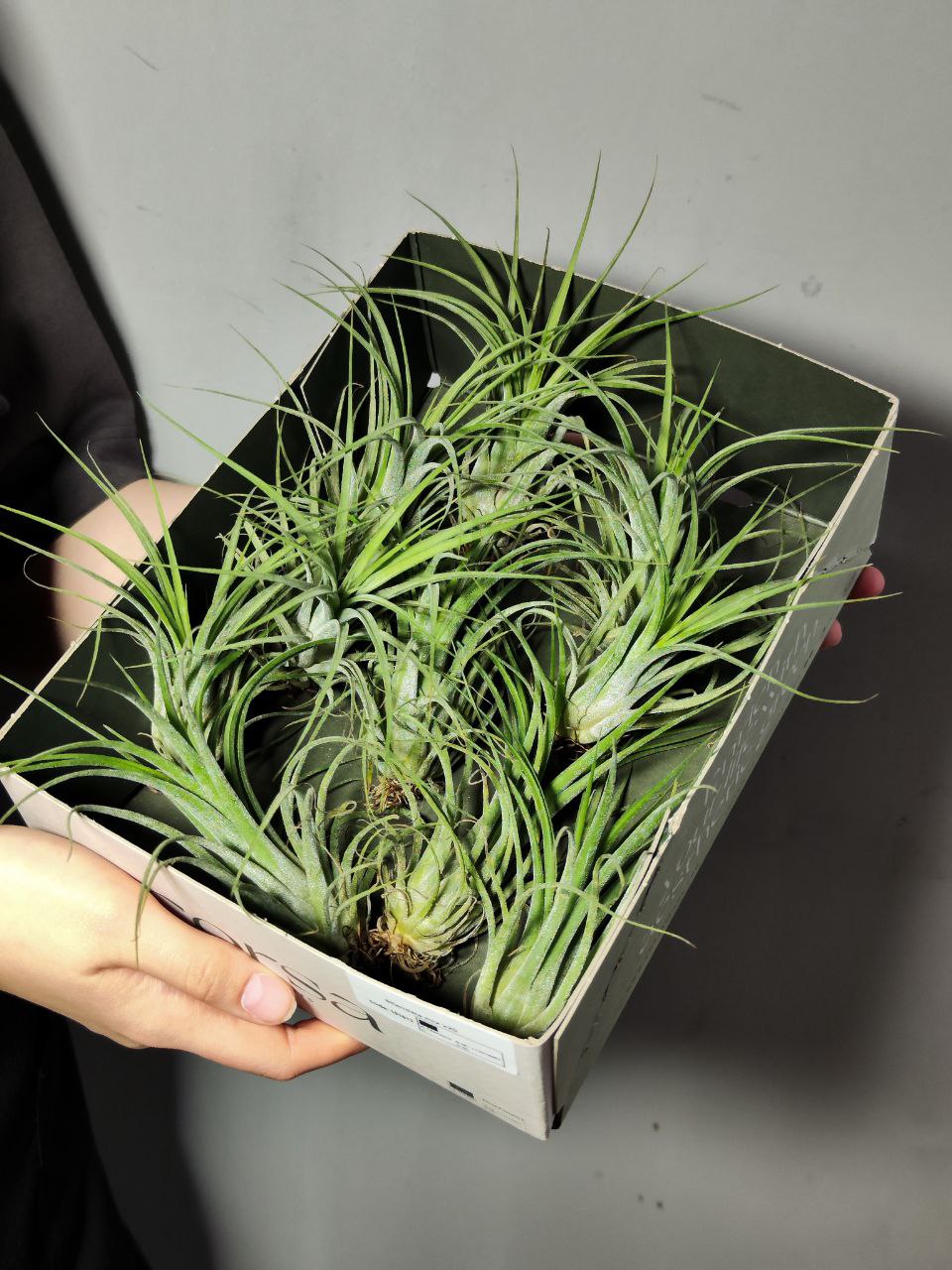 Тилландсия Ионанта Викториана (Tillandsia Ionantha X Brachycalous Victoriana)