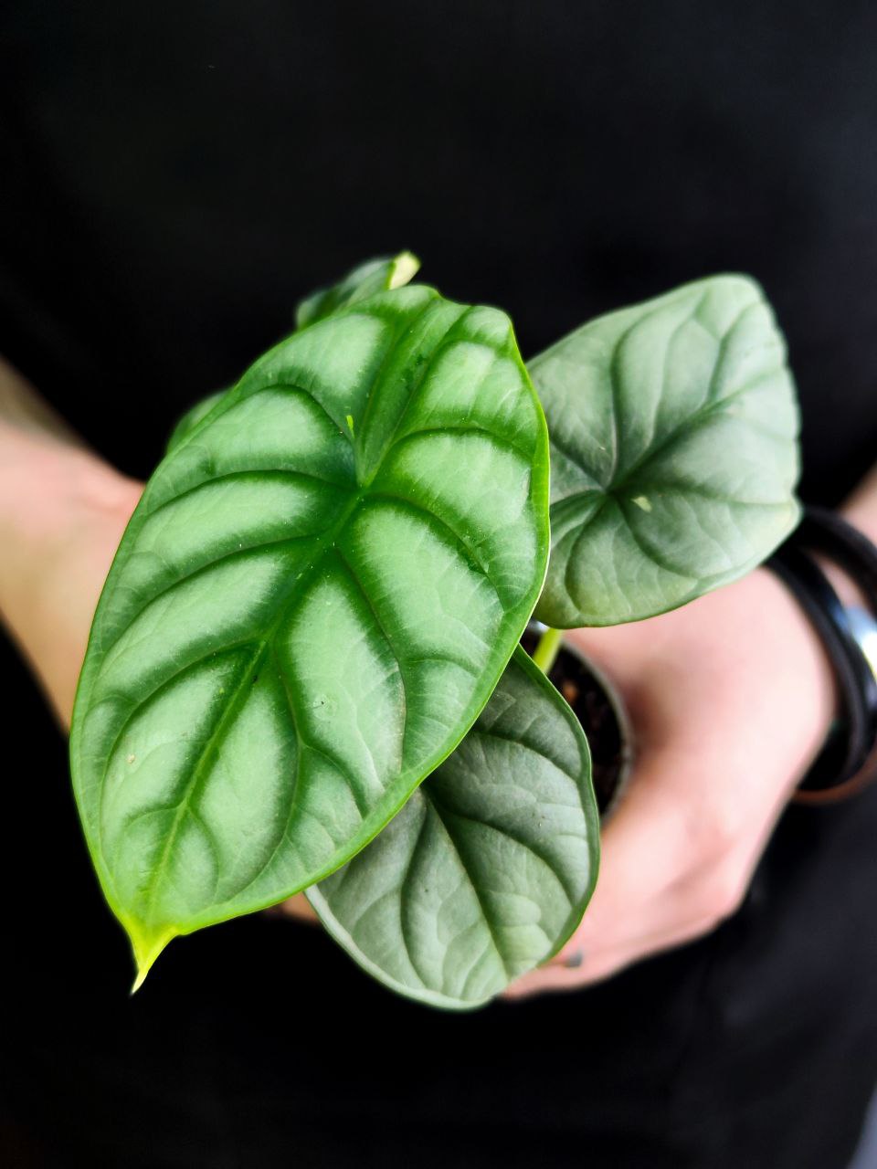 Алоказия Сильвер Драгон (Alocasia Silver Dragon) D6см