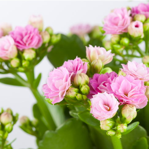 Каланхоэ Розалина Розовая (Kalanchoe Rosalina Pink) D9см