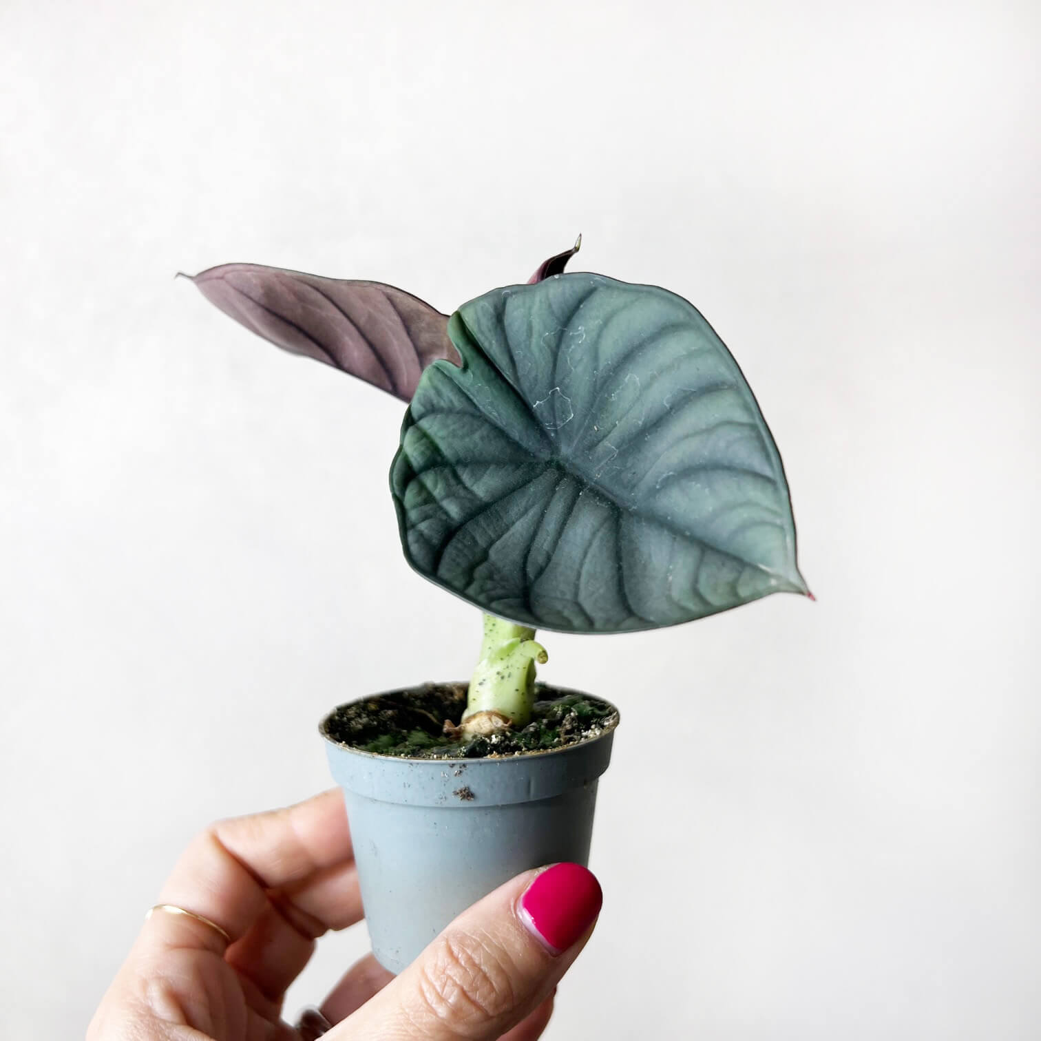 Алоказия Сильвер Небула (Alocasia Silver Nebula) D6см