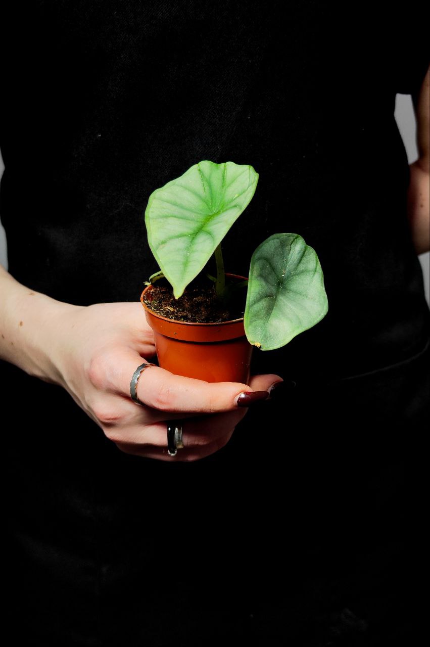 Алоказия Сильвер Небула (Alocasia Silver Nebula) D6см