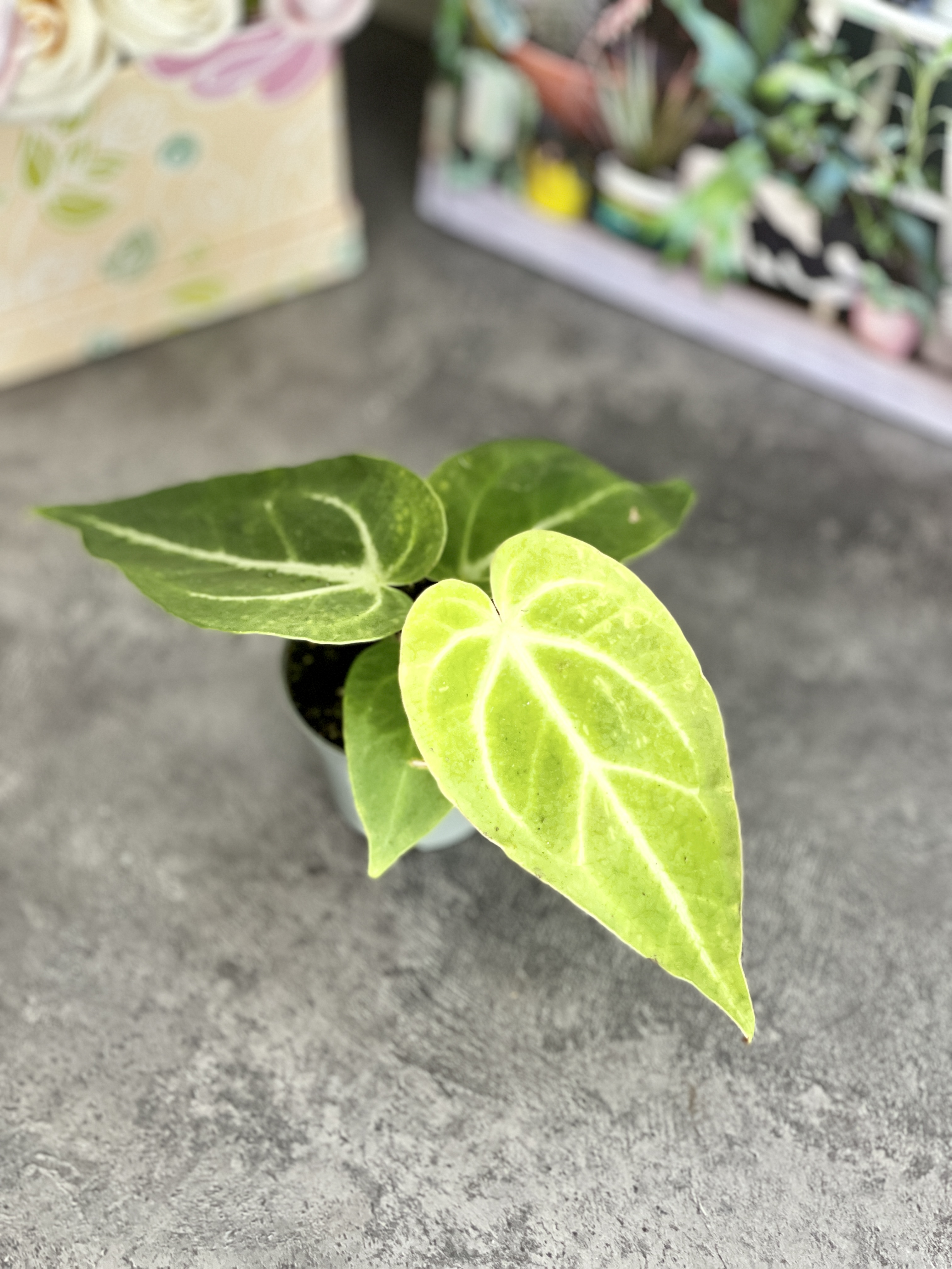 Антуриум Магнификум, или Великолепный (Anthurium Magnificum) D6см