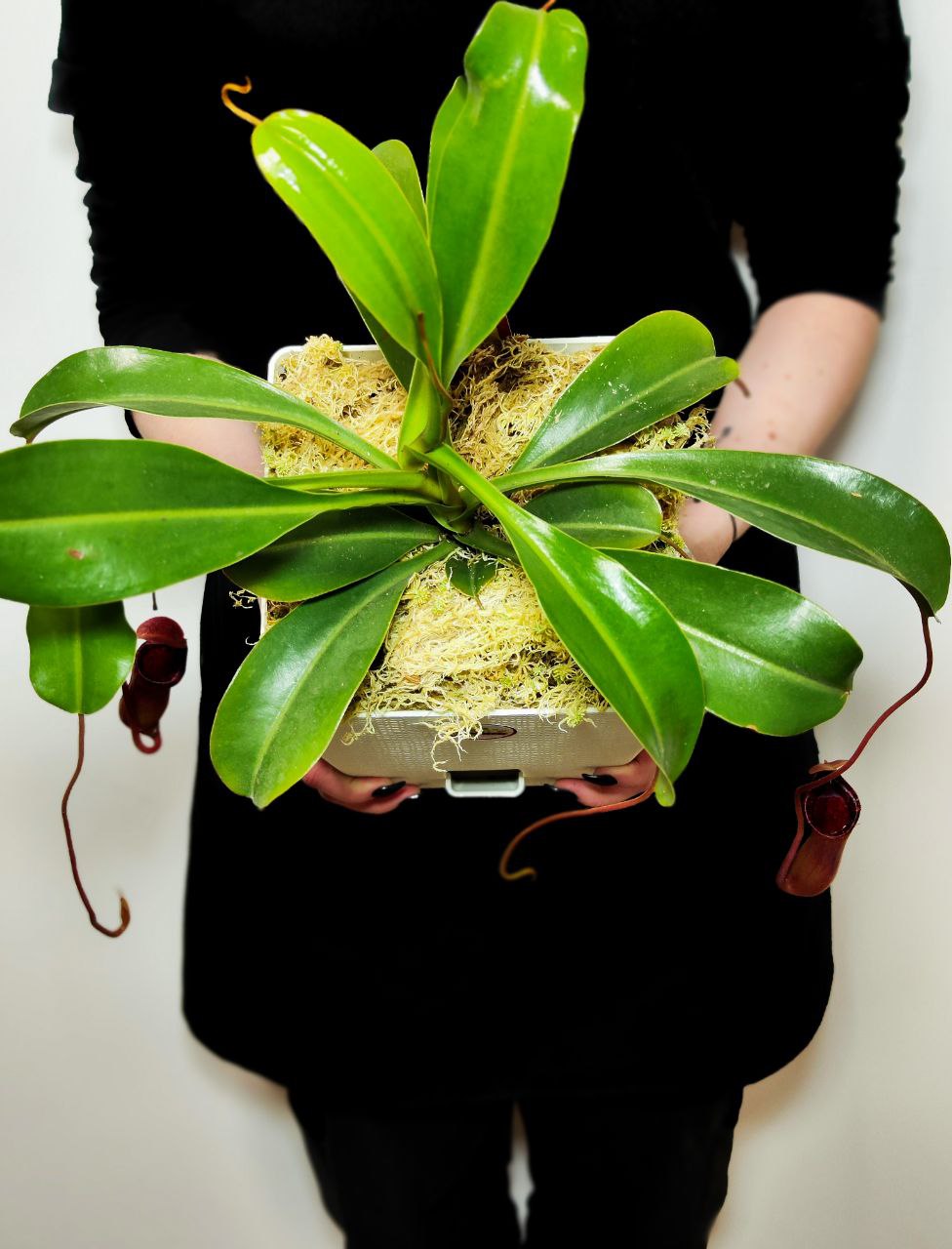 Непентес Вентрикоза (Nepenthes Ventricosa) пересаженный D17см