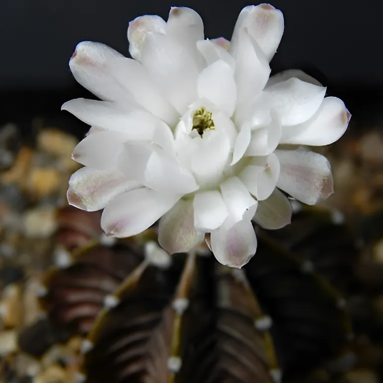 Гимнокалициум Фридриха Аква Дульче (Gymnocalycium friedrichii Agua Dulce) D5см