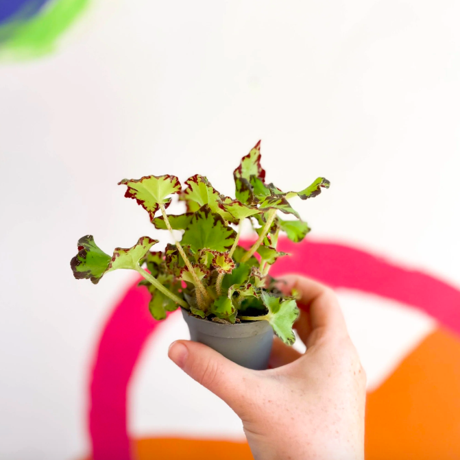 Бегония Рекс Ред Джайв (Begonia Rex Red Jive) D6см