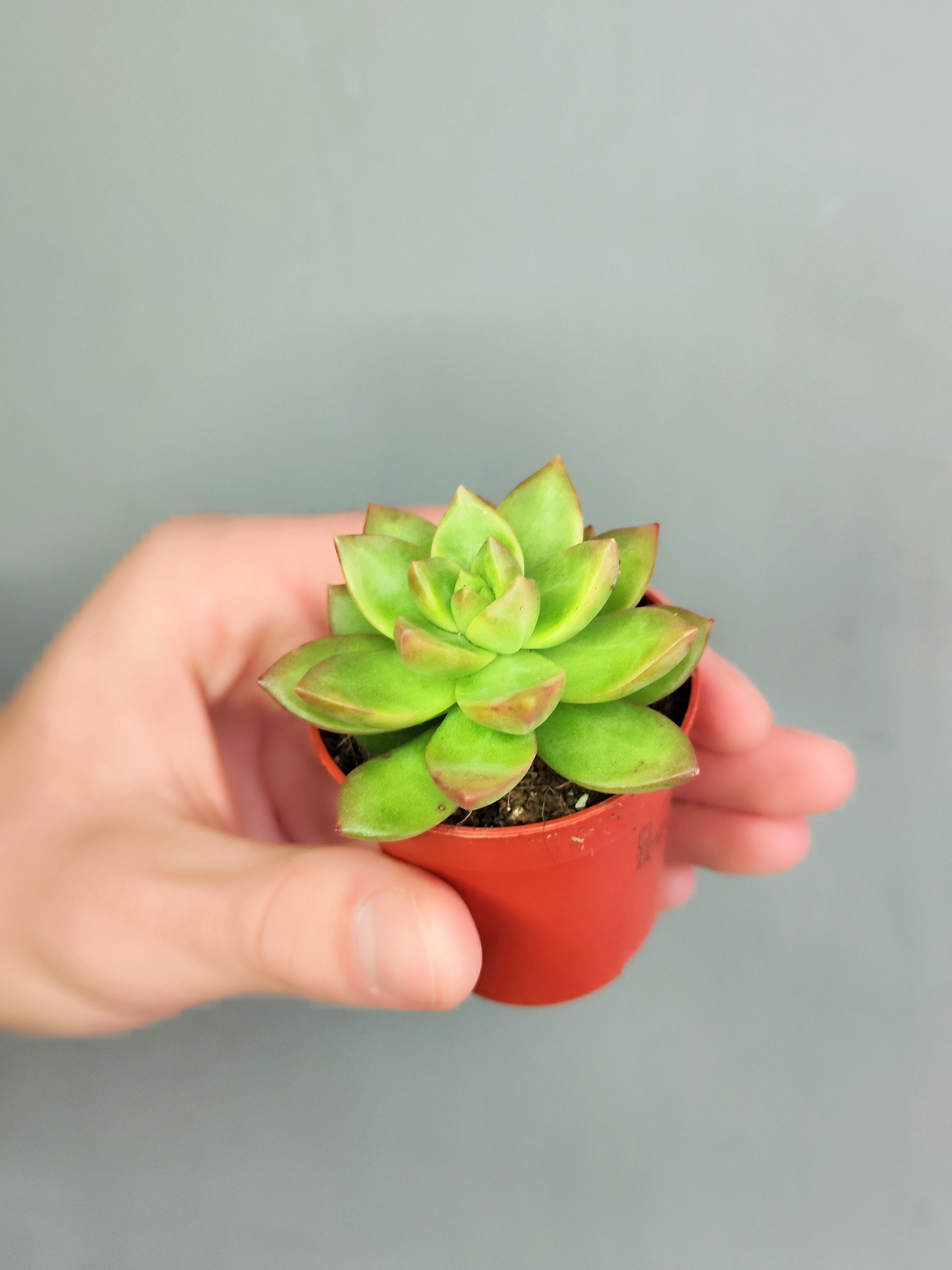 Седум Нуссбаумера Мини (Sedum Nussbaumeriana) D5см