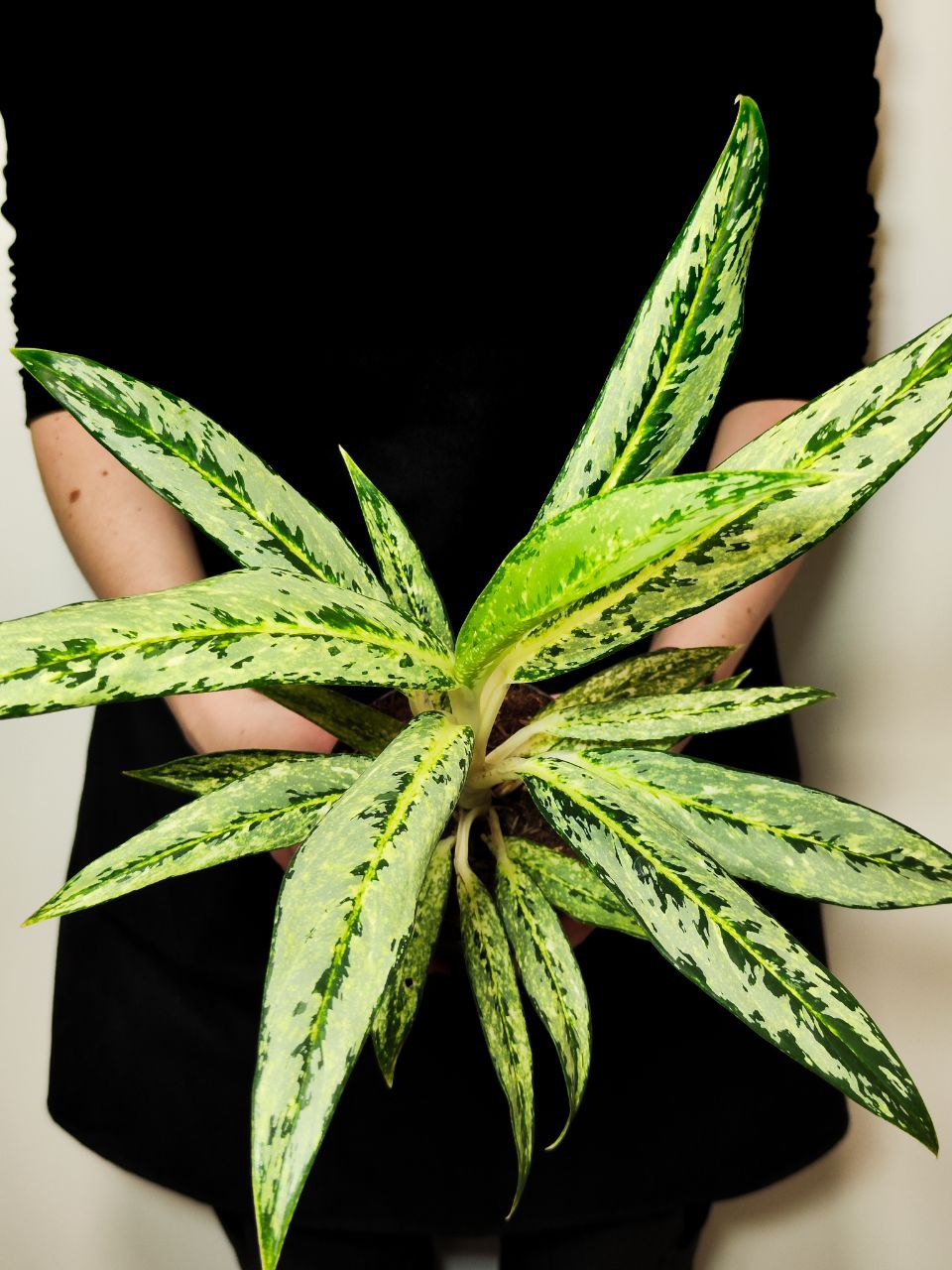 Аглаонема Матча Лемон (Aglaonema Matcha Lemon) D12см