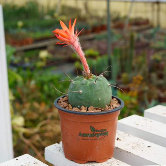 Кактус Матукана Мадисониорум (Matucana Madisoniorum) D8,5см