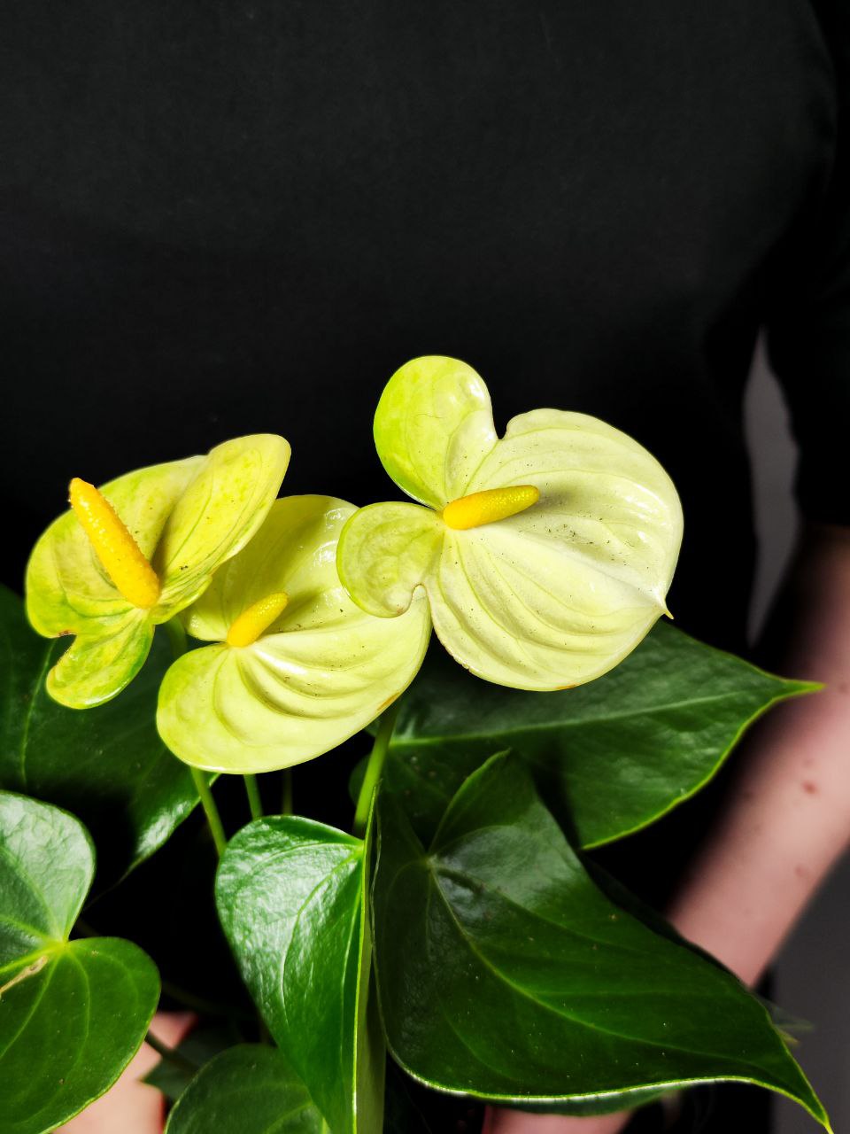 Антуриум Андре Ванилла (Anthurium Аndraeanum Vanilla) D9см