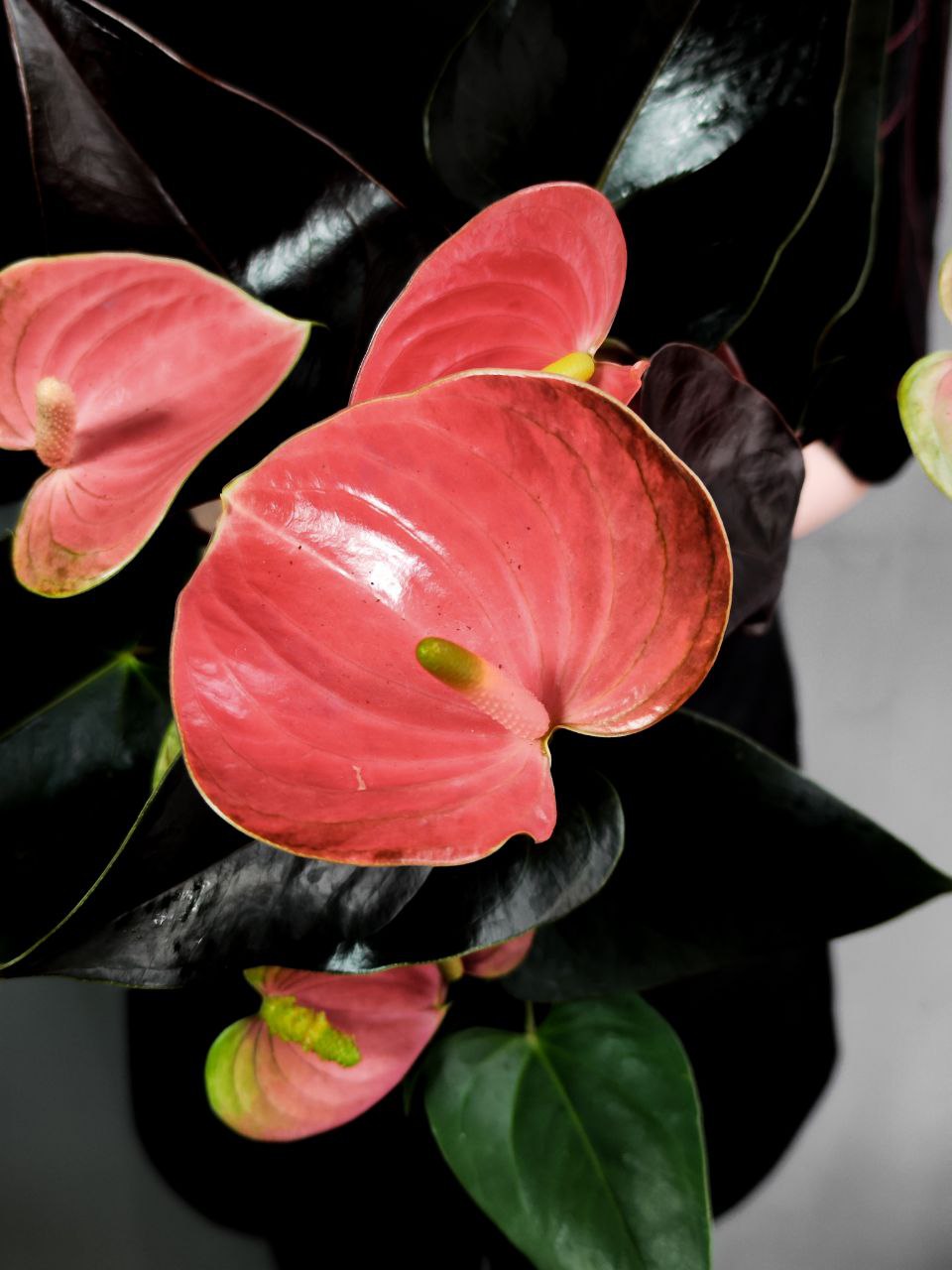 Антуриум Андреанум Рейнбоу Чемпион (Anthurium An Rainbow Champion) D14см