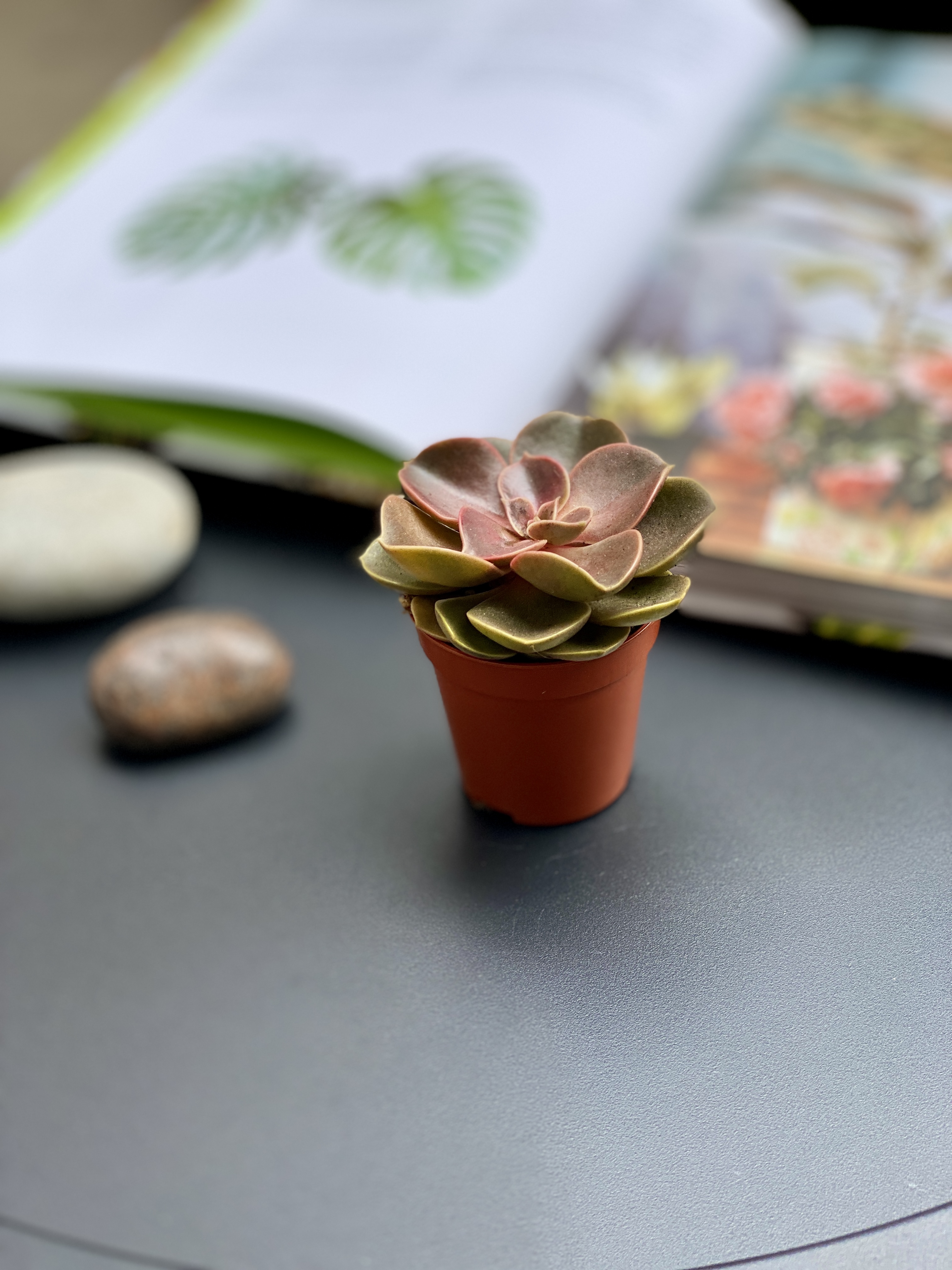 Эхеверия Мэджик Ред (Echeveria Magic Red) D5см